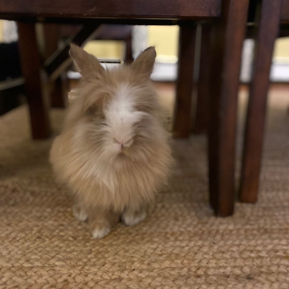 Meet your Posher, Meghan